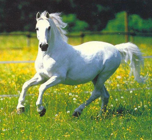 the white horse impression